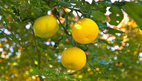 Natural Korean skincare ingredients that will help you get the perfect skin