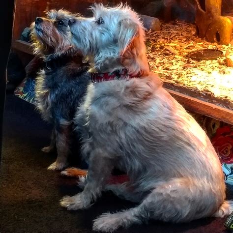 Image result for Cockapoo Terrier Mix