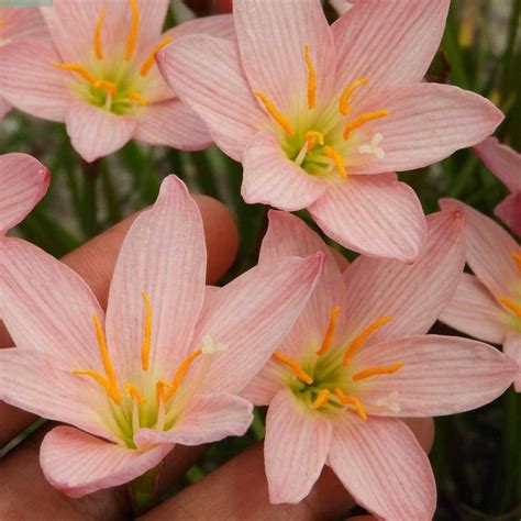 Rain Lily Sweet Bride – Krishna’s Dream World