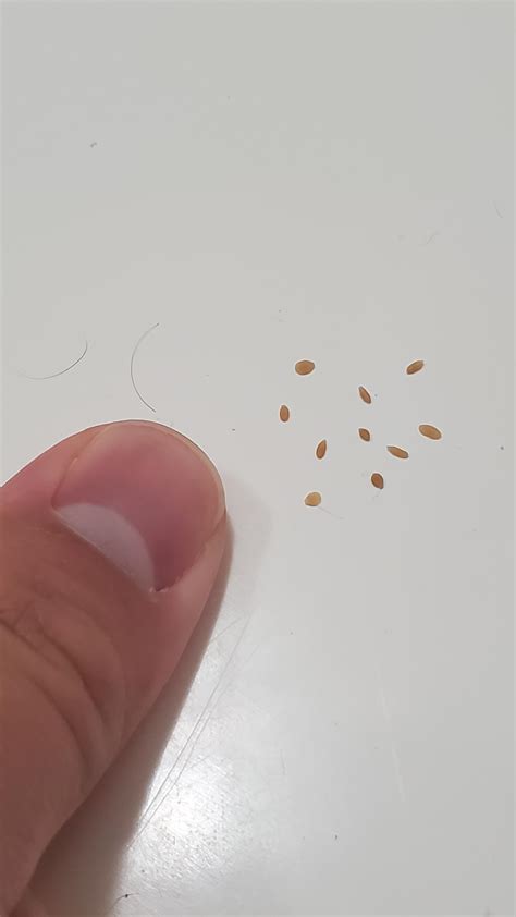 Tapeworm Segments In Cats