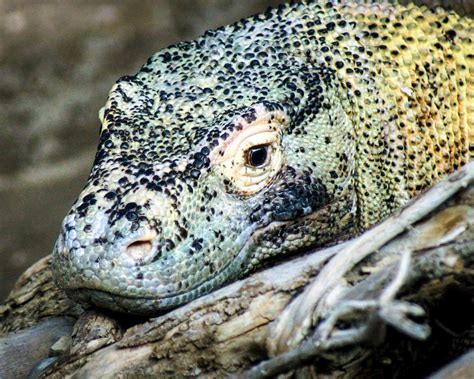 How Big Do Komodo Dragons Get? - Earthpedia - Earth.com