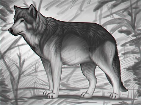 Image result for Wolf Tutorial