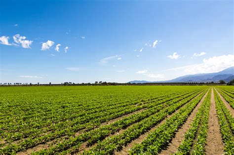 Crops 的图像结果