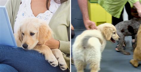 Image result for Dog Learning