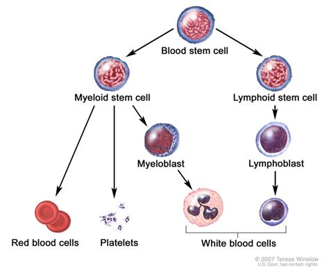 Image result for Blood Cell Lineage Chart