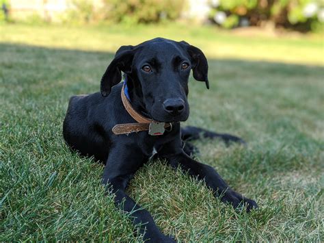 Doberman Black Lab Mix
