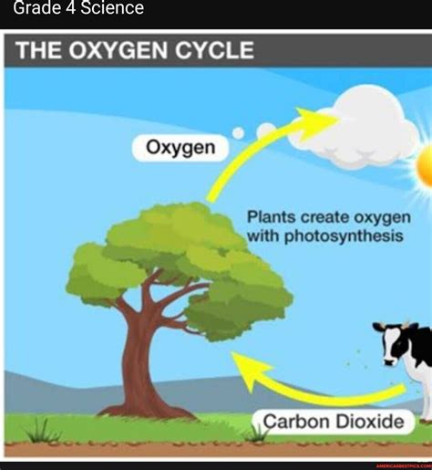 Beyond Oxygen: How Plants Are Useful To Us In Daily Life