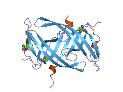 Single-Stranded Binding Protein 的图像结果