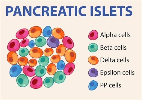 Image result for Beta Cell Structure