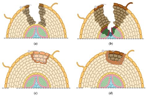 Interaction of Ginseng with Ilyonectria Root Rot Pathogens