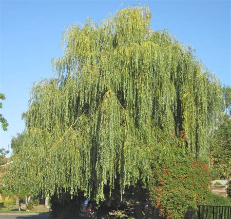 12 Fast-Growing Shade TreesWeeping Willow. Create a fully-enclosed ...