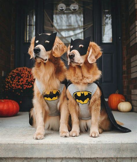 Pin by Laura Salamanca C on halloween | Dog halloween costumes, Pet ...