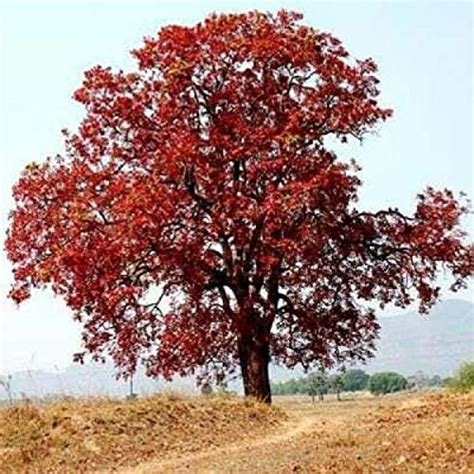 SHOP 360 GARDEN Schleichera, Kusum Tree, Ceylon Oak Tree, Gum lac tree ...