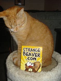 Image result for Spring Break Beaver Competition