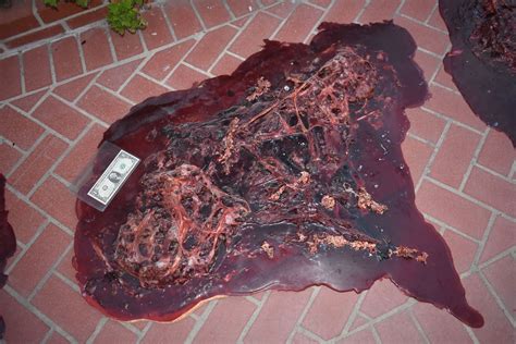 TRUE BLOOD DEAD VAMPIRE GORE & GUTS SPLATTER SCREEN MATCHED 4