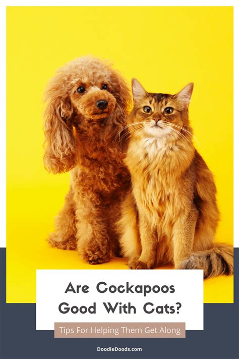 Image result for Cockapoo Dog Names