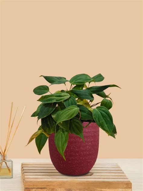 Indoor Small Plants in Eco Series Pots – Greenkin