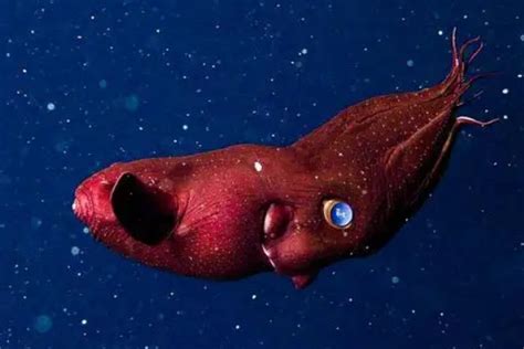 海底最恐怖的生物，吸血鬼乌贼(繁衍千万年外貌竟没有丝毫变化) — 探灵网