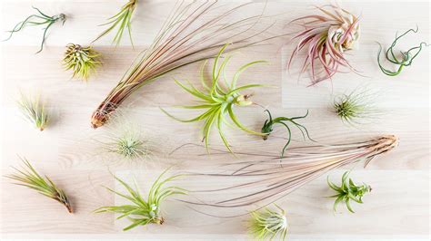 Air Plants Care