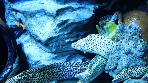 These eels are electric. Here's how they can generate electricity ...