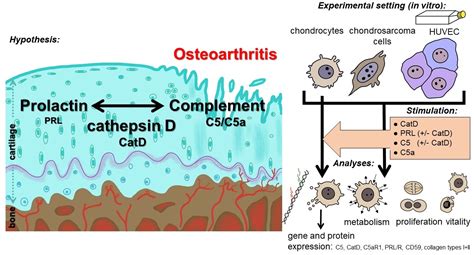 Complement Proteins C5/C5a, Cathepsin D and Prolactin in Chondrocytes ...