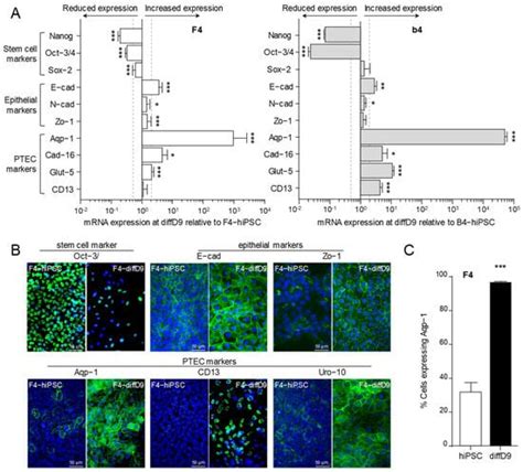 Sensitivity of Human Induced Pluripotent Stem Cells and Thereof ...