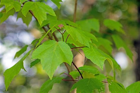 Image result for Red Maple Tree Identification