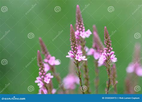 American Vervain Verbena Hastata Violet Flowers and Buds Stock Image - Image of hastata, verbena ...