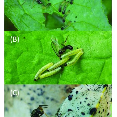 parasitoid 的图像结果