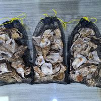 Oyster Segar Harga Termurah - Kualitas Terbaik