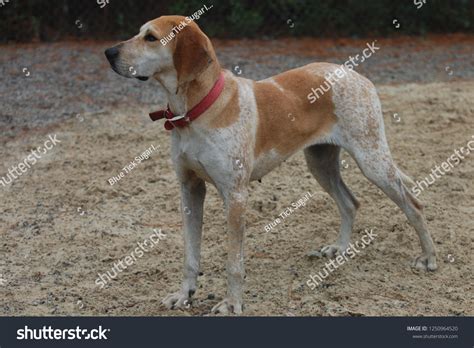12 Red Tick Coon Hound Images, Stock Photos & Vectors | Shutterstock