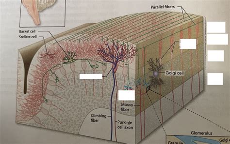 Cerebral Cortex layers Diagram | Quizlet