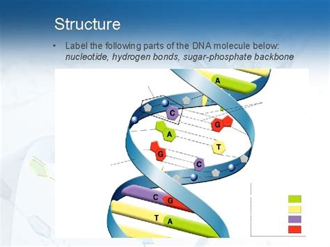 Image result for Normal DNA Function