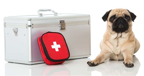 Pet CPR and First Aid Classes - Community First Responder