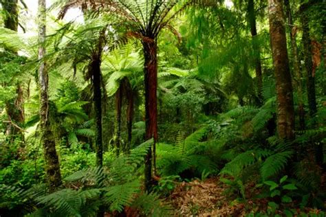 Image result for Forest O2 Vector