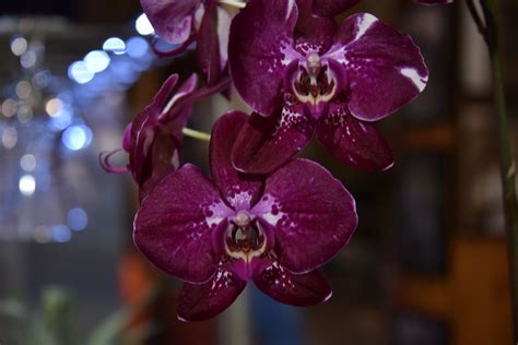Orchid In Purple Color Free Stock Photo - Public Domain Pictures