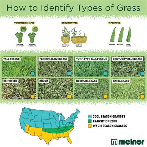 Types Of Grasses In Missouri at Ronald Piper blog