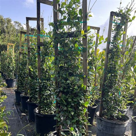Star Jasmine Trellis for Sale | PlantologyUSA.com – Plantology USA