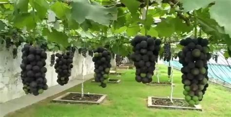 葡萄种植技术，附具体种植方法 - 农敢网