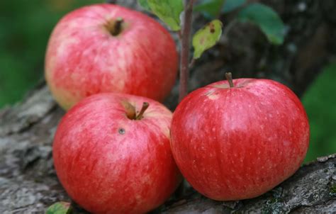 Wallpaper nature, background, apples, food, garden, harvest, fruit for ...