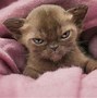 Image result for Angry Kitten
