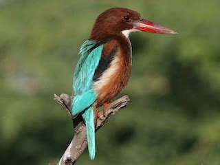 White-throated Kingfisher - eBird