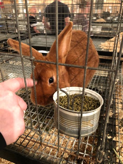 The Hillsdale County Fair Is A 171 Year Tradition - The Coddiwomplist