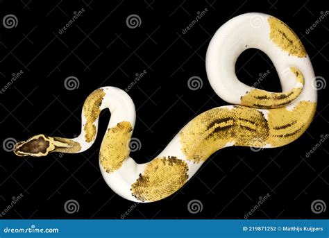 Image result for Royal Python Facts