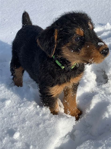 Yellowstone Airedales - Airedale Terrier Puppies for Sale in Sidney, MT ...