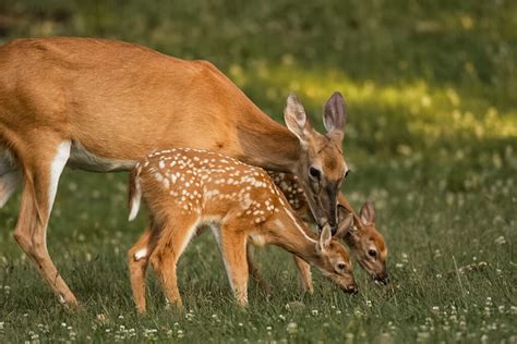 What is the Gestation Period for Whitetail Deer: Essential Facts - The ...