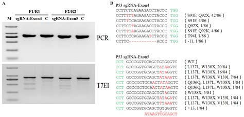 Efficient Generation of P53 Biallelic Mutations in Diannan Miniature ...