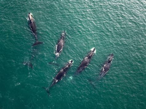 How Deep Can Whales Dive?