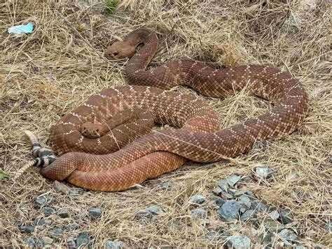 Species Spotlight: Red Diamond Rattlesnake (Crotalus ruber) | The Nature Reserve at Rancho ...