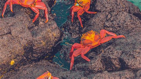 Download wallpaper 2560x1440 crabs, sea, stones widescreen 16:9 hd ...